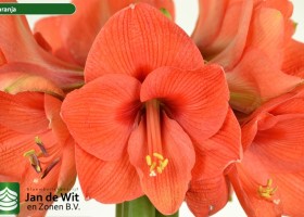 hippeastrum Naranja (2)